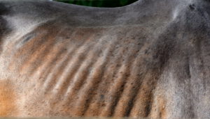 Paard cushing