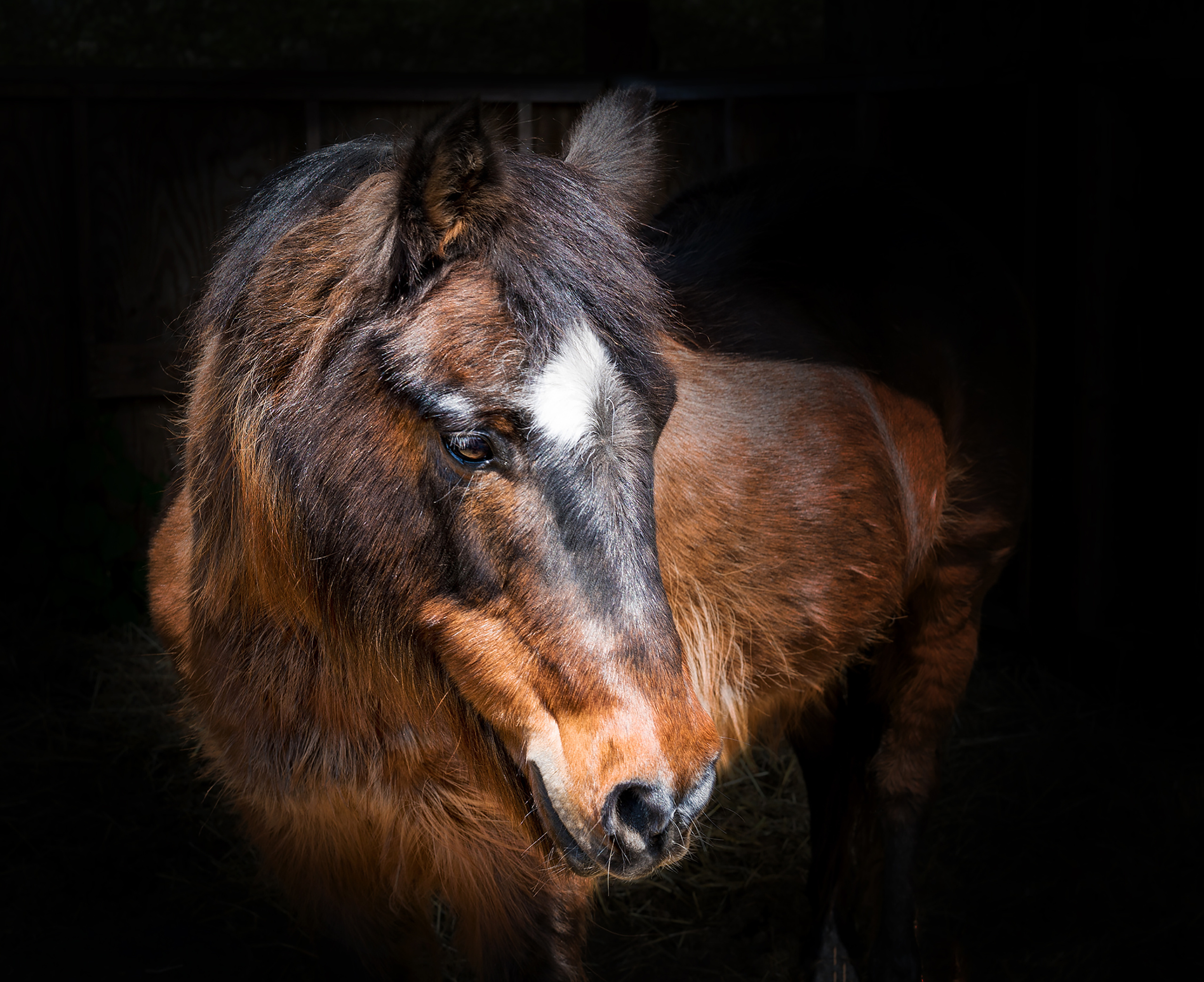 Paard Cushing, PPID