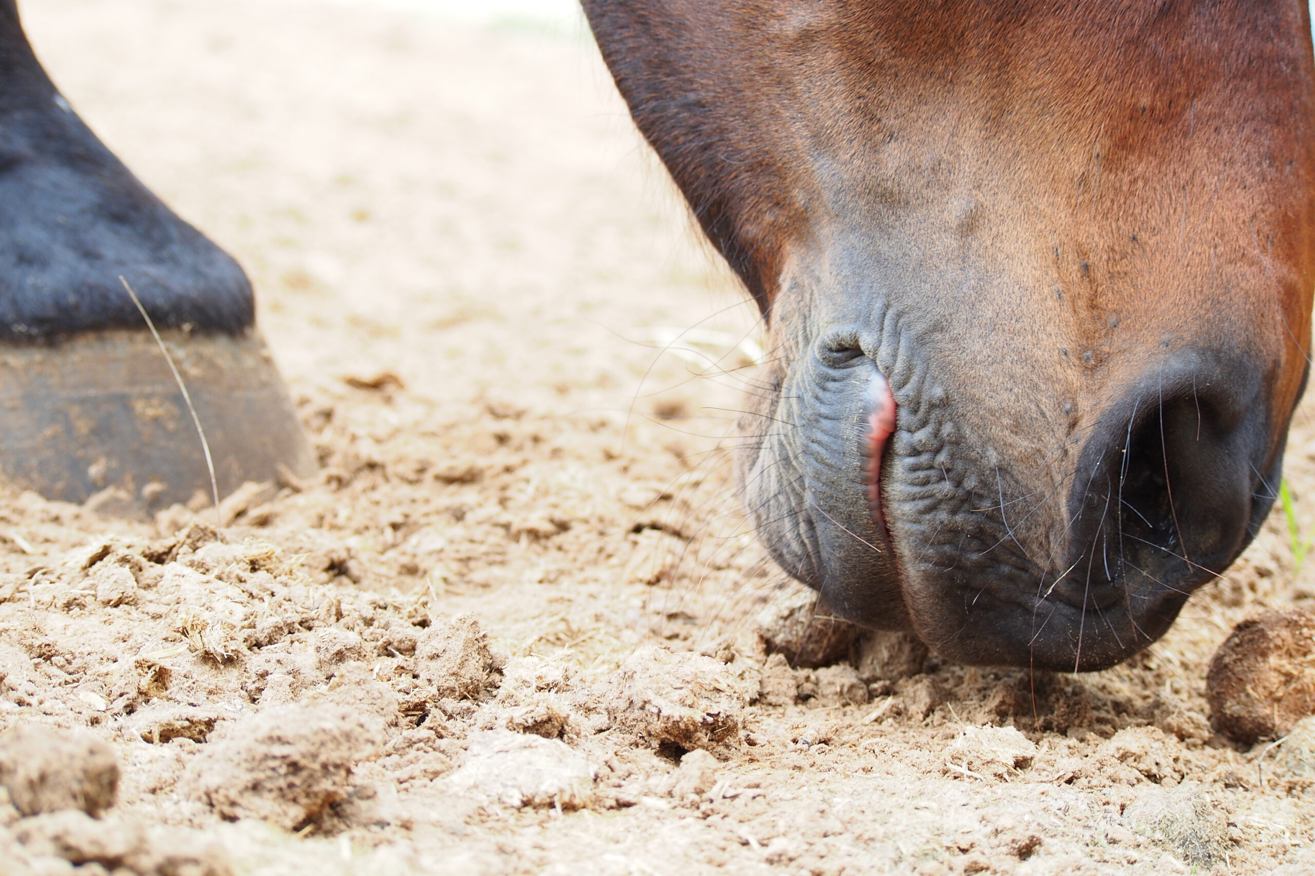 Zand eten paard