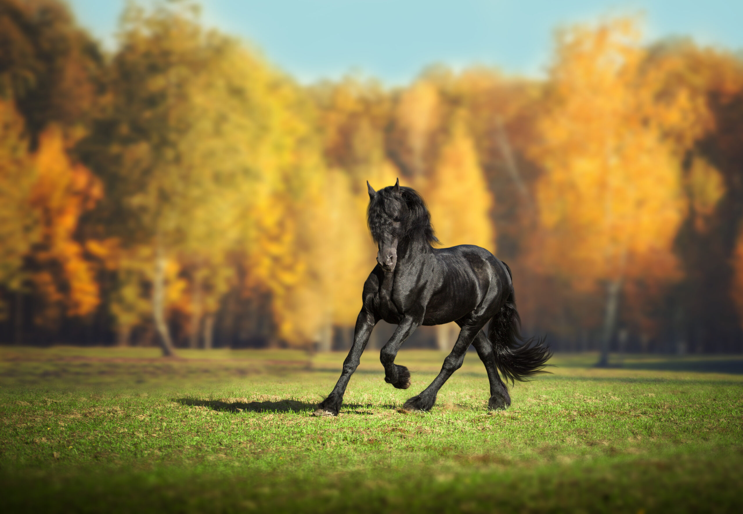 Gezond voeren van het Friese paard