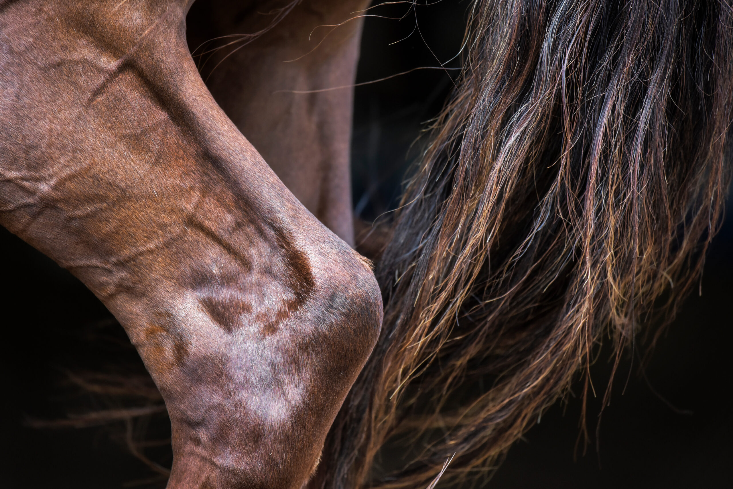 artrose bij paarden horseadds