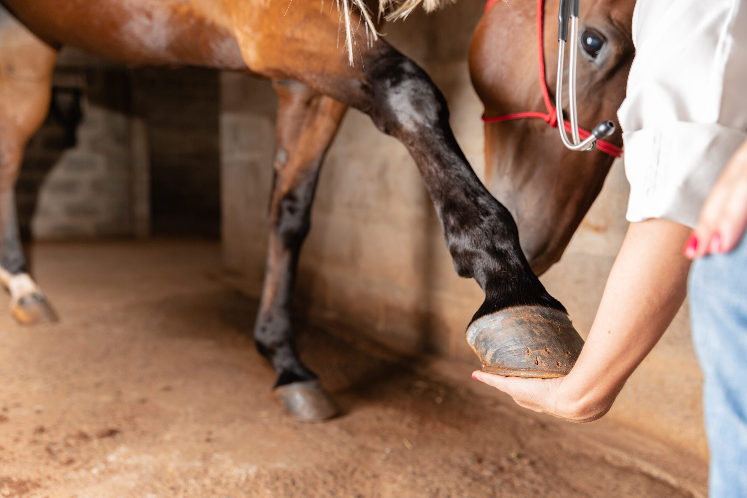 hoefzweer paarden herkennen