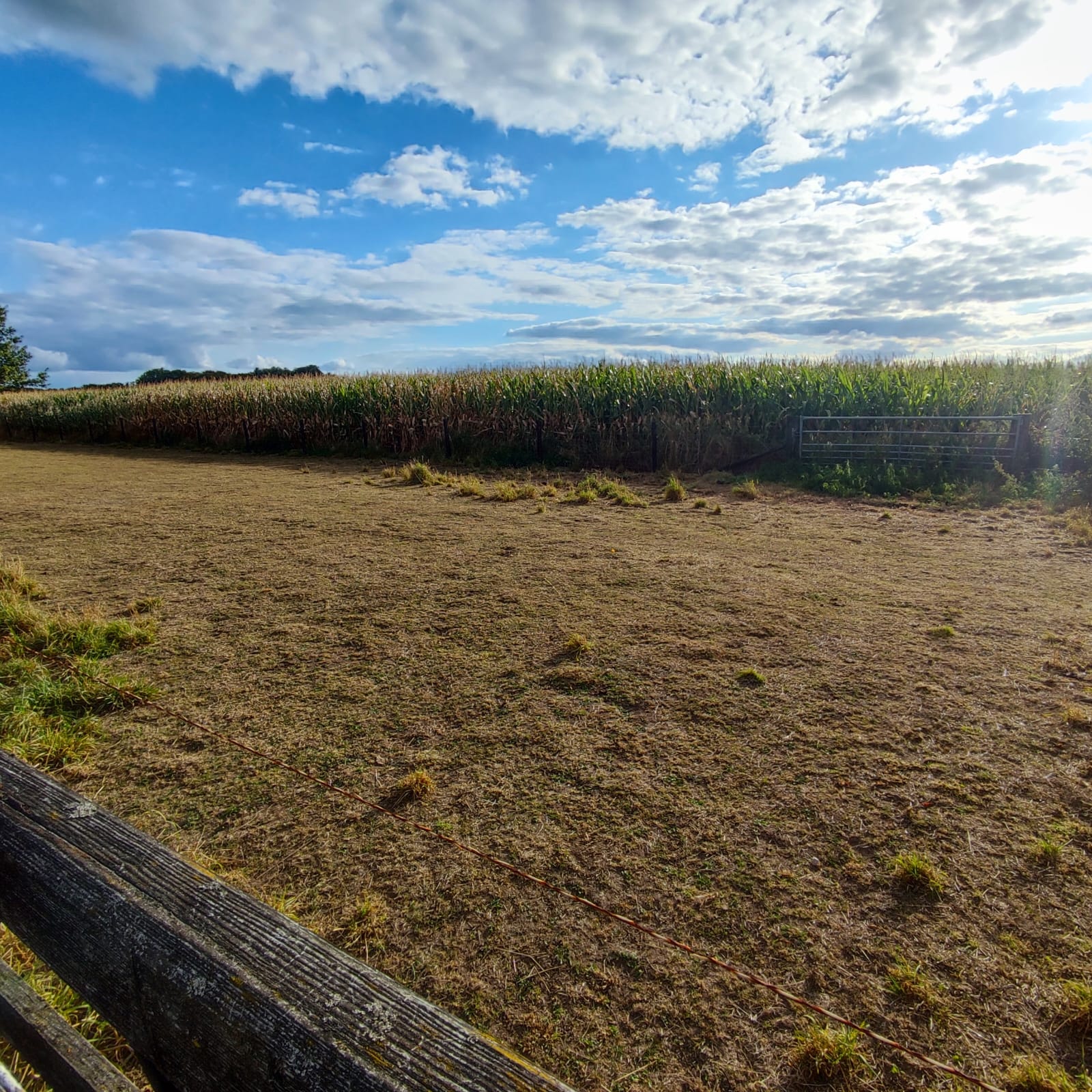 droog gras veel suiker insulineresistentie paard